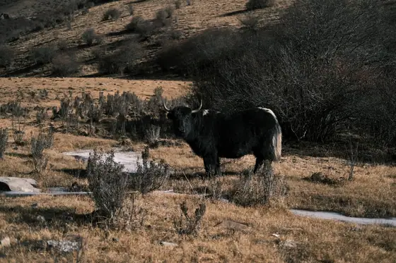 WESTERN SICHUAN 3